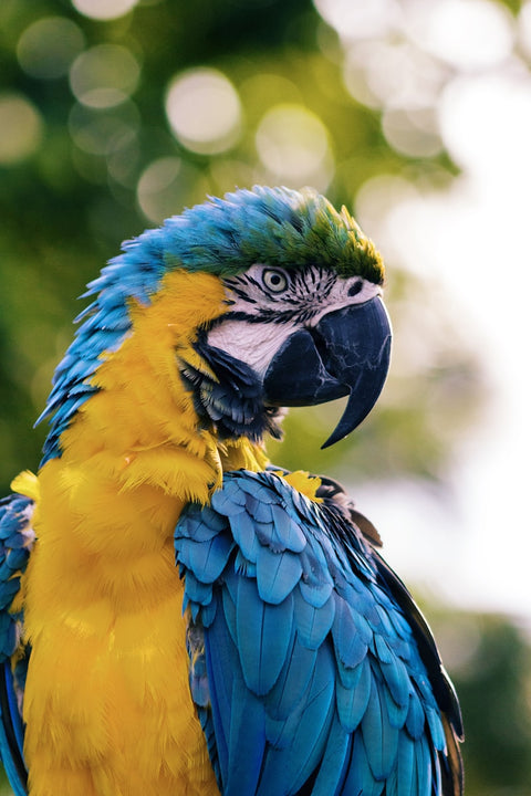 Birds
