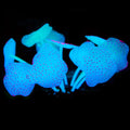 Silicone Suction Cup Coral Decoration for Aquariums