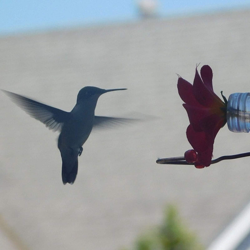 Flower Design Hummingbird Feeder Tube — Hanging Outdoor