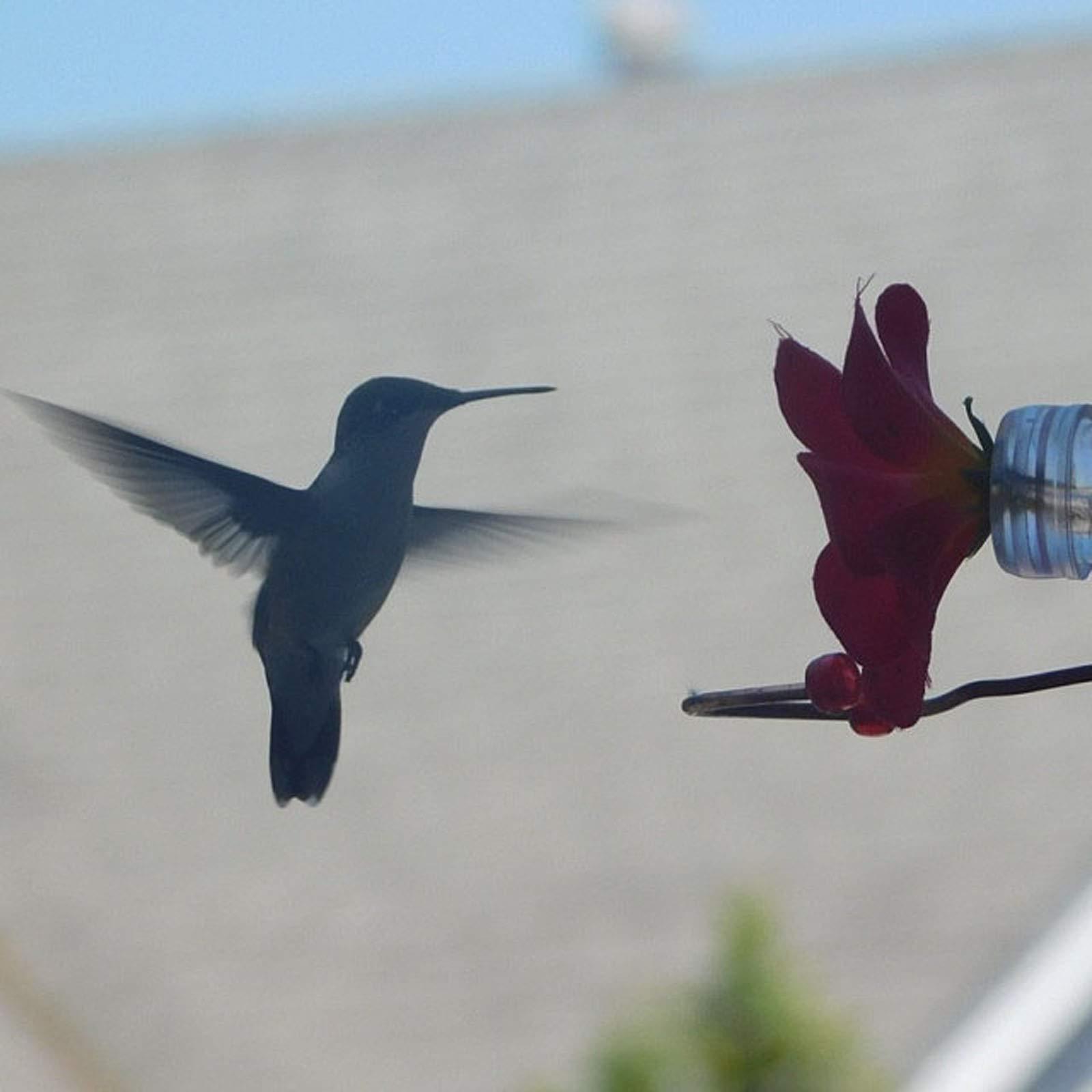 Flower Design Hummingbird Feeder Tube — Hanging Outdoor