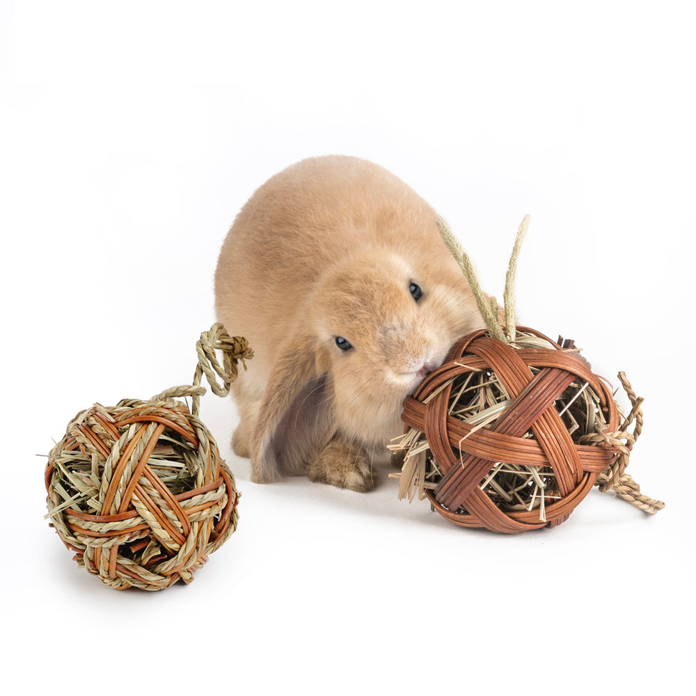 Guinea Pig Chewing & Molar Teeth Toy