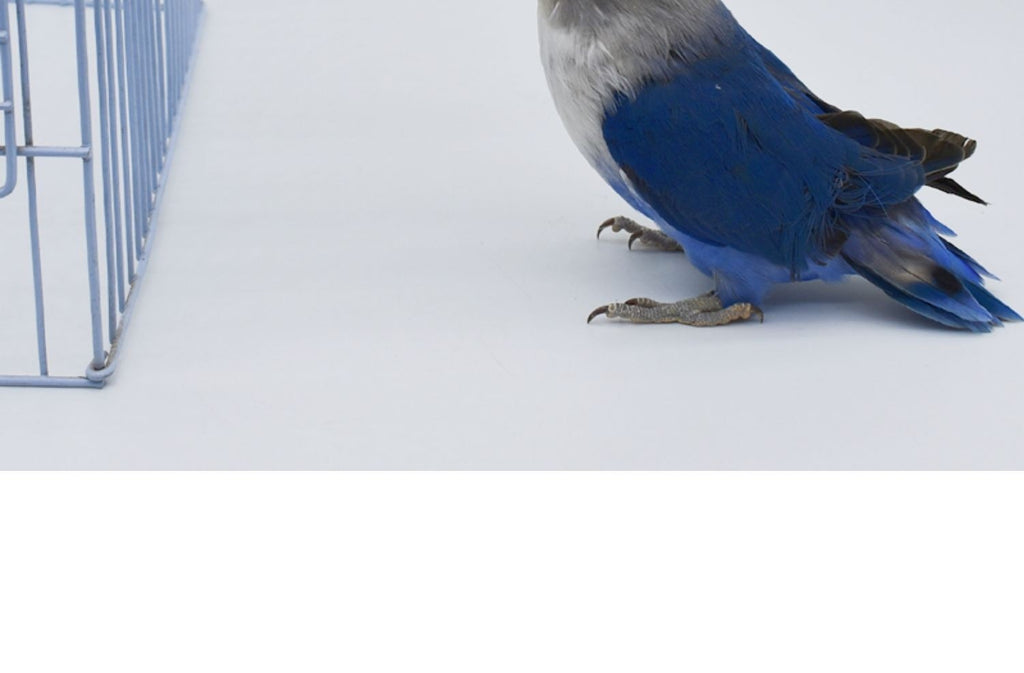 Automatic Water Dispenser Bottle for Parrots & Small Pets