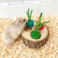 🐾 Guinea Pig Starter Bundle — Save $14