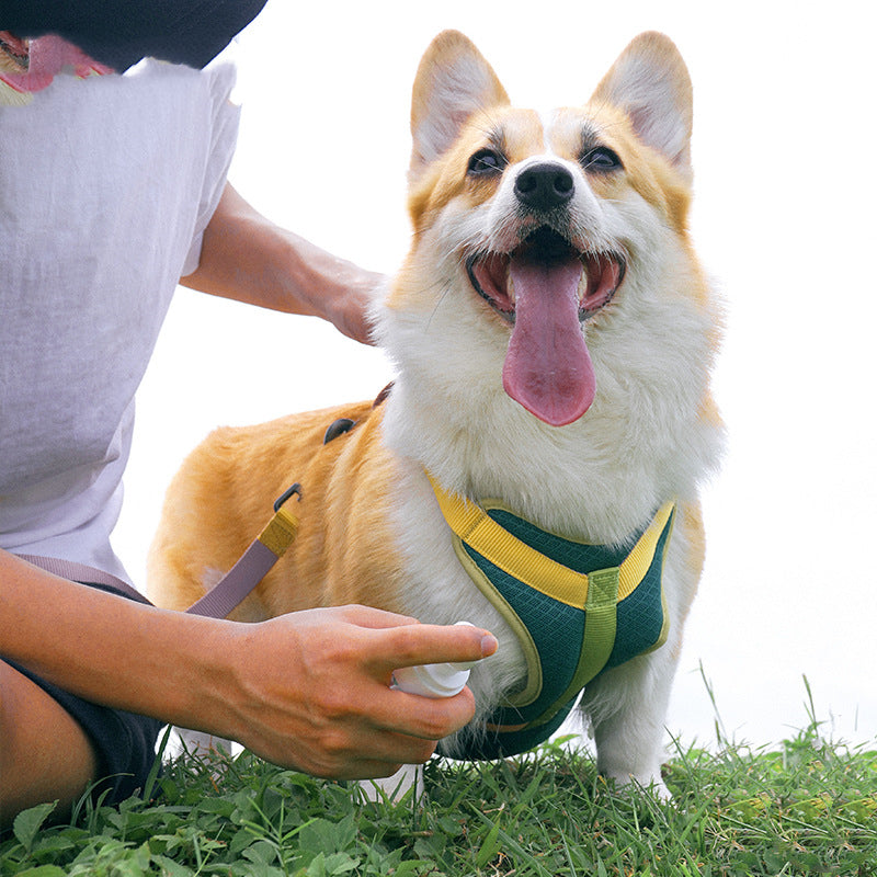 Colorful Pet Harness & Leash Set