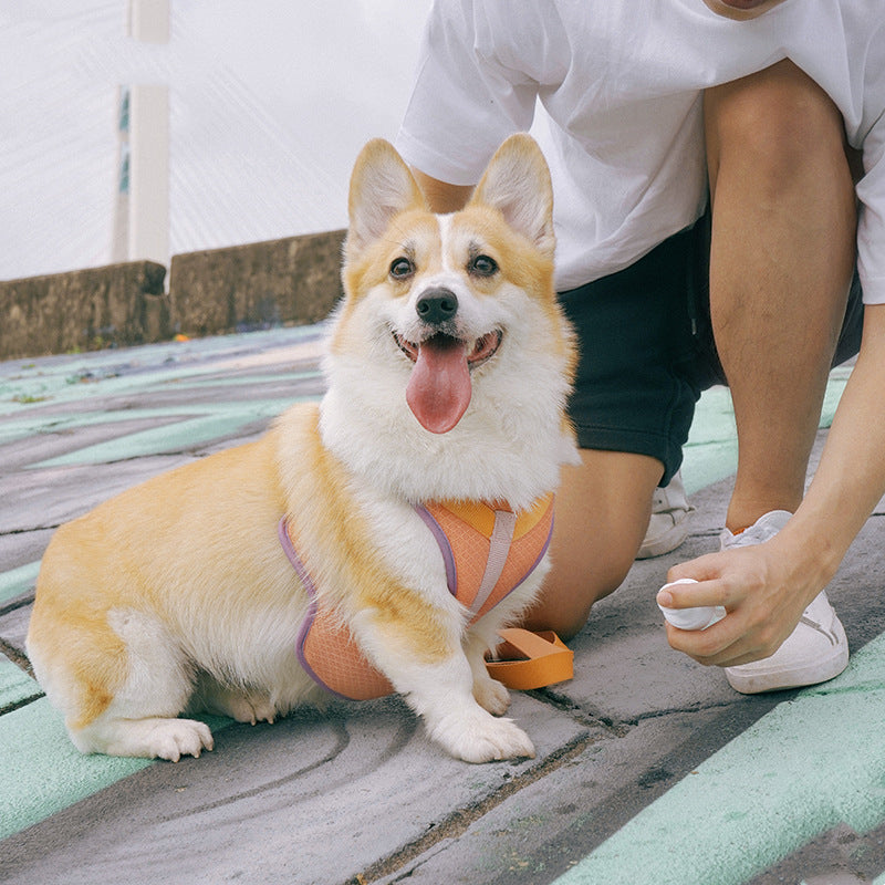Colorful Pet Harness & Leash Set