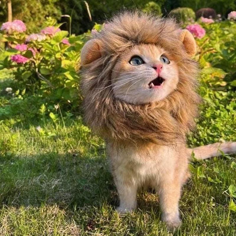 Lion Mane Wig Hat for Cats & Small Dogs