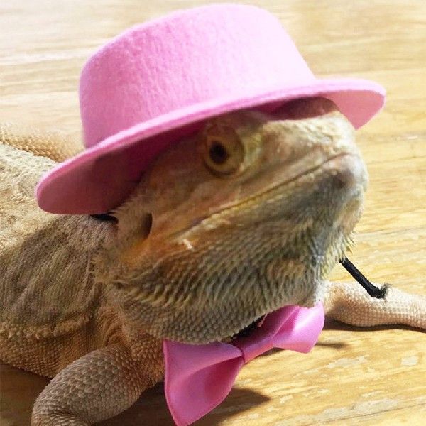 Felt Hat & Bow Tie Costume Set for Small Pets