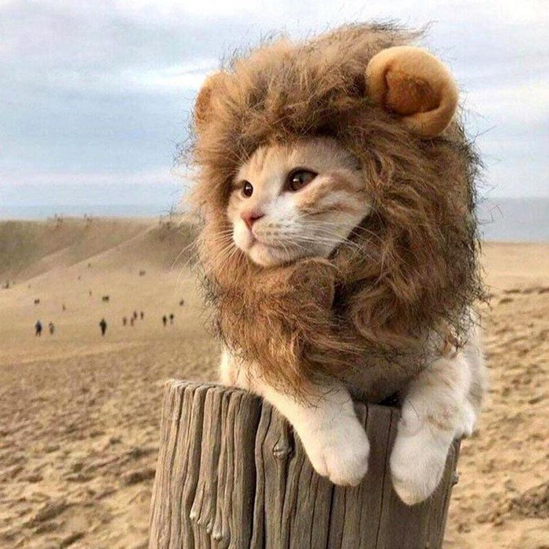 Lion Mane Wig Hat for Cats & Small Dogs