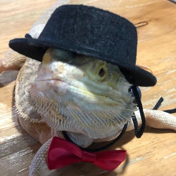 Felt Hat & Bow Tie Costume Set for Small Pets