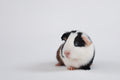 Guinea Pig Care Bundle