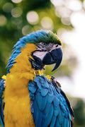 Bird Starter Bundle - Premium Bird Supplies