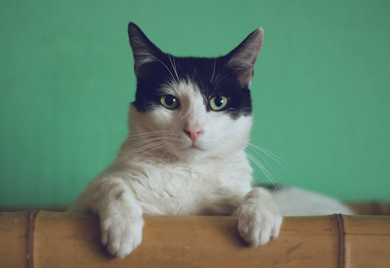 Cat Essentials Bundle - Premium Cat Supplies