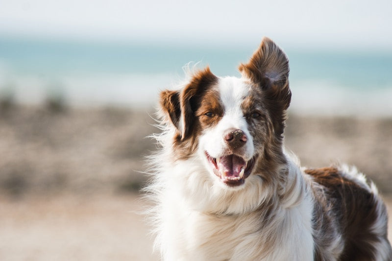 Dog Starter Kit Bundle - Premium Dog Essentials