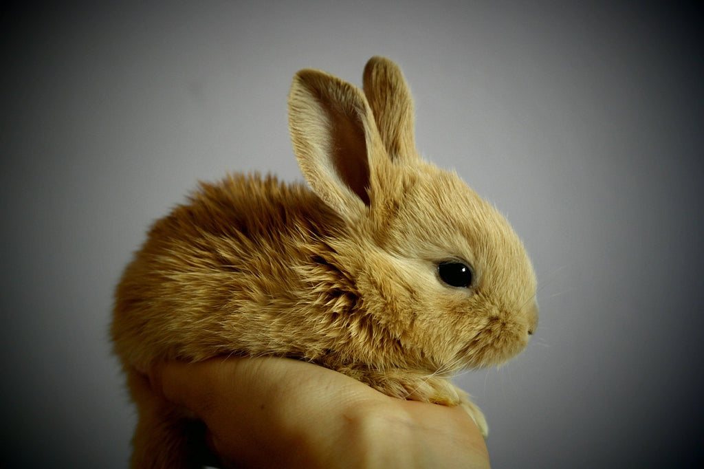 Rabbit Essentials Bundle